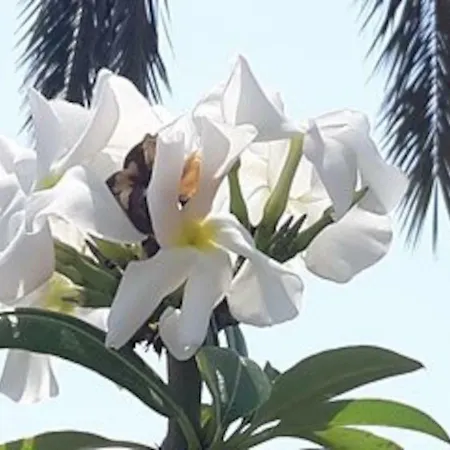 Bonito Vistal Bristol Sunset Daire Corralejo